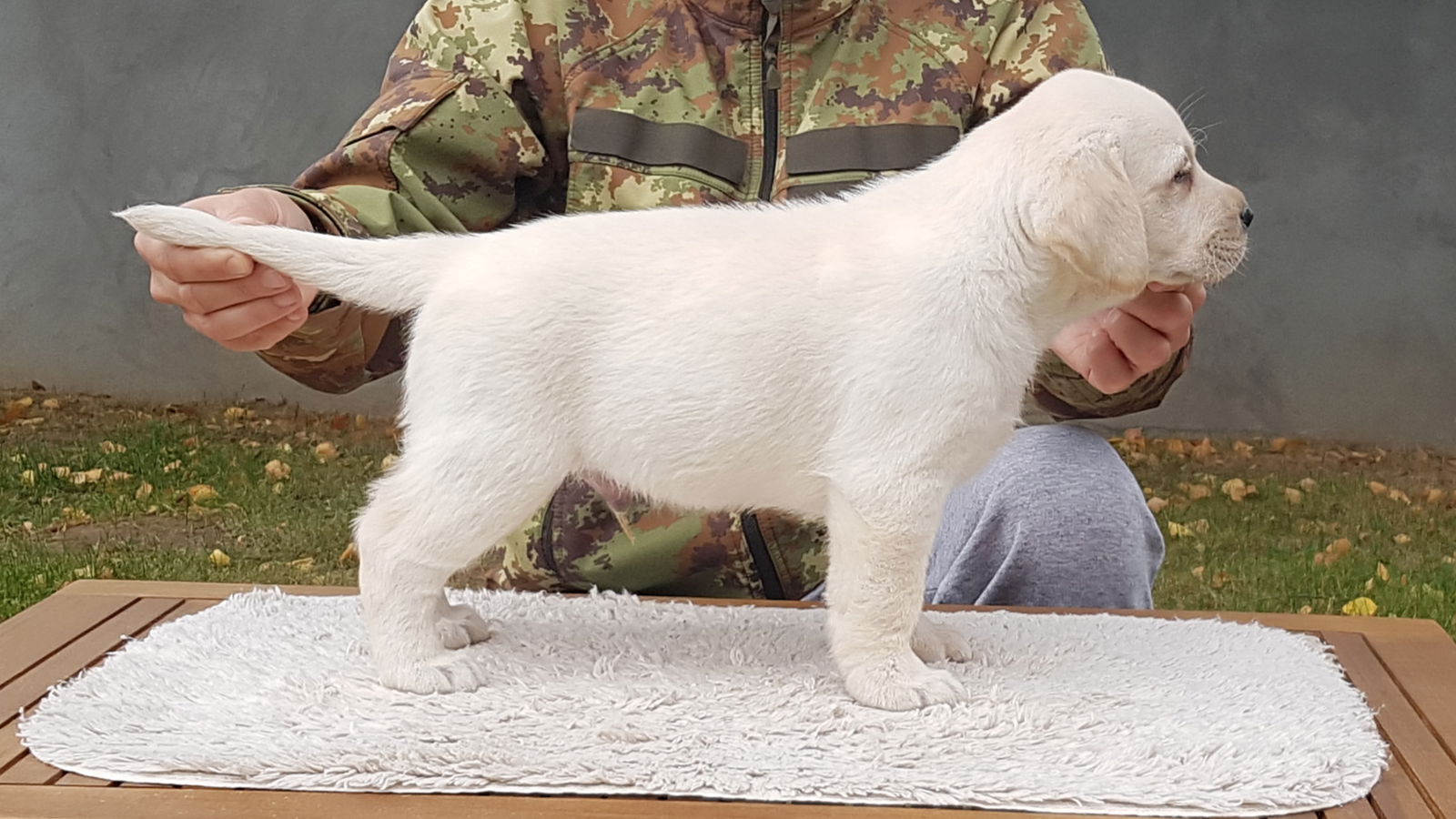 Labrador Retriveri Odgajivačnica Žigić