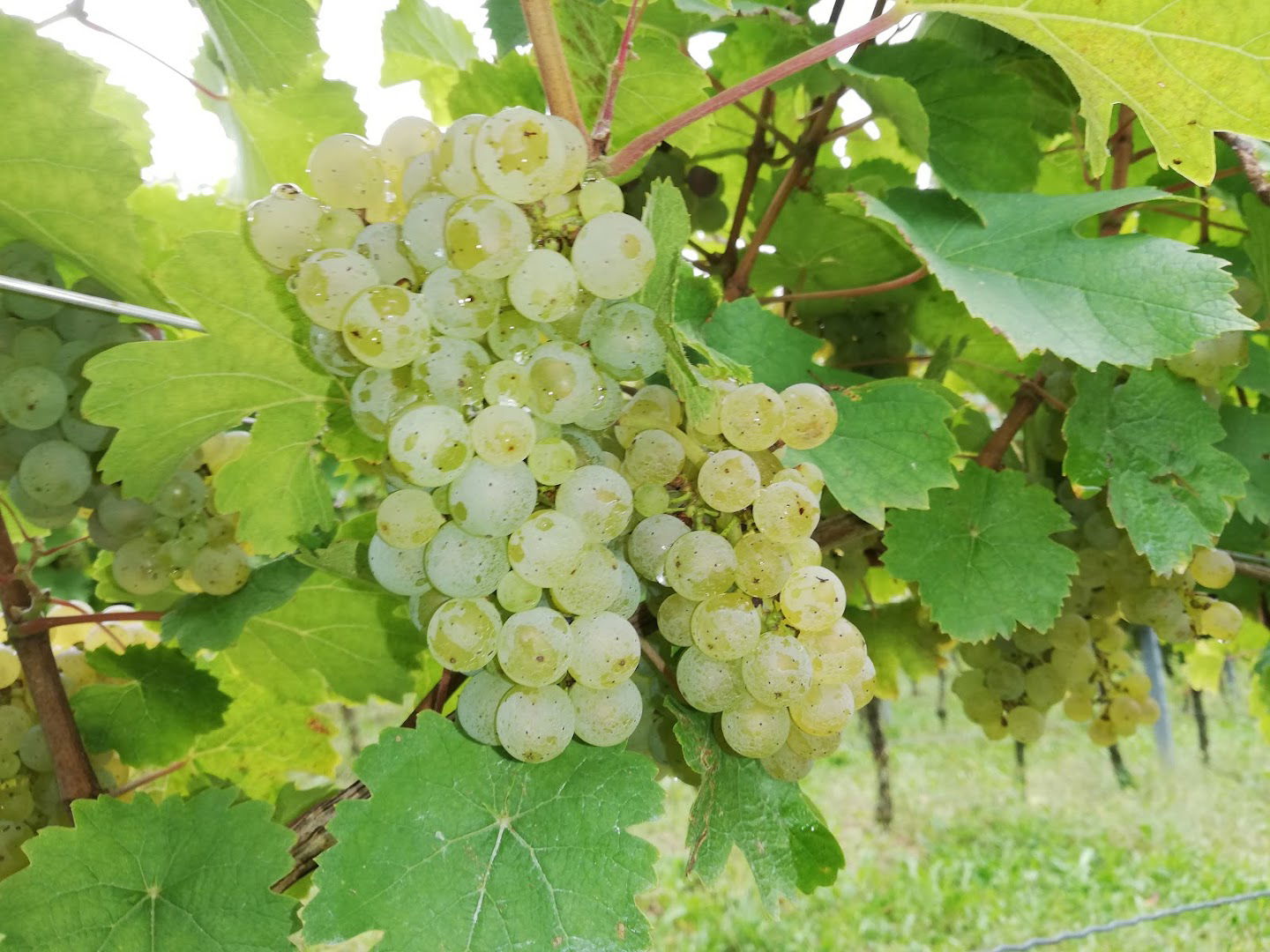 OPG Šajnović Srećko