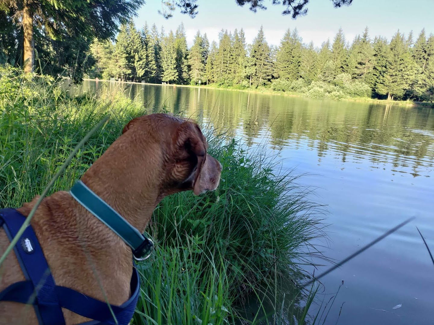 Društvo za oskrbo malih živali Rakov Škocjan Mahajoči Repki