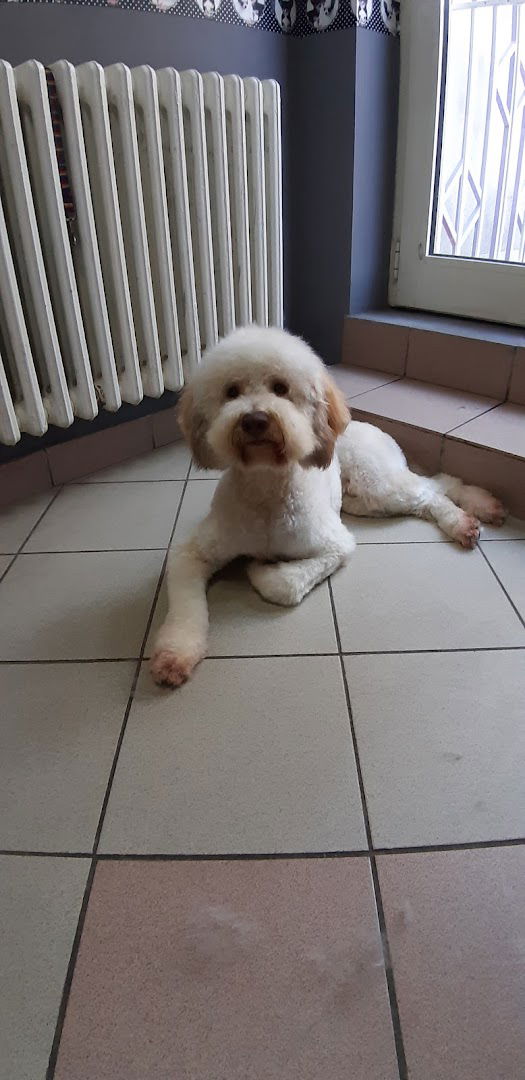 Maza i Lunja-salon za pse i macke