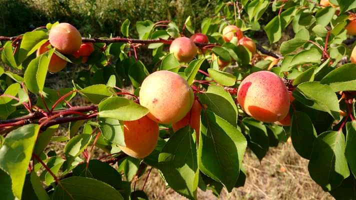 Poljoprivredno gazdinstvo Kojic