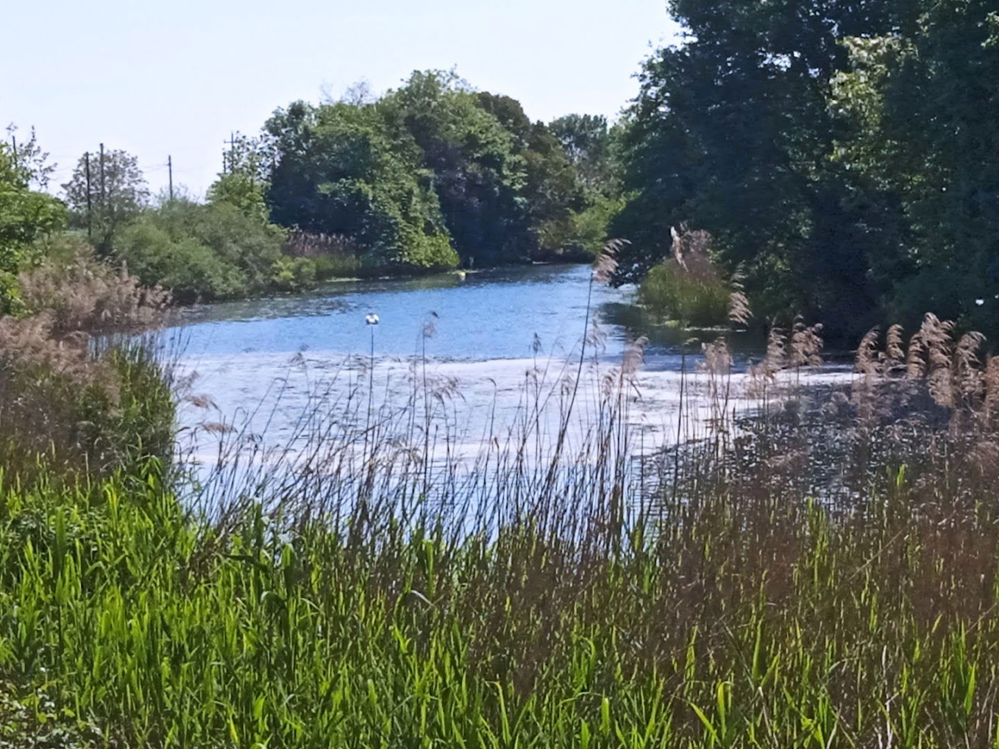 Gentium Academia Florum Artis