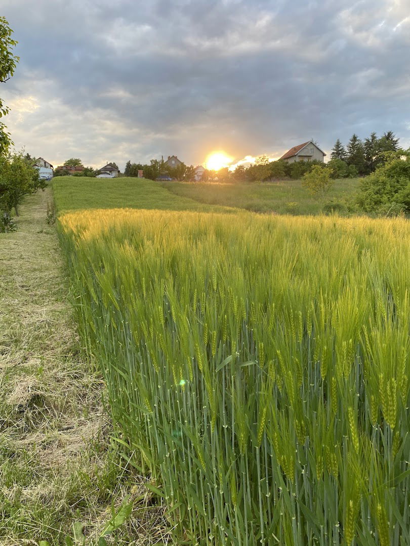 Dobrivoja Jovanovića /igralište/