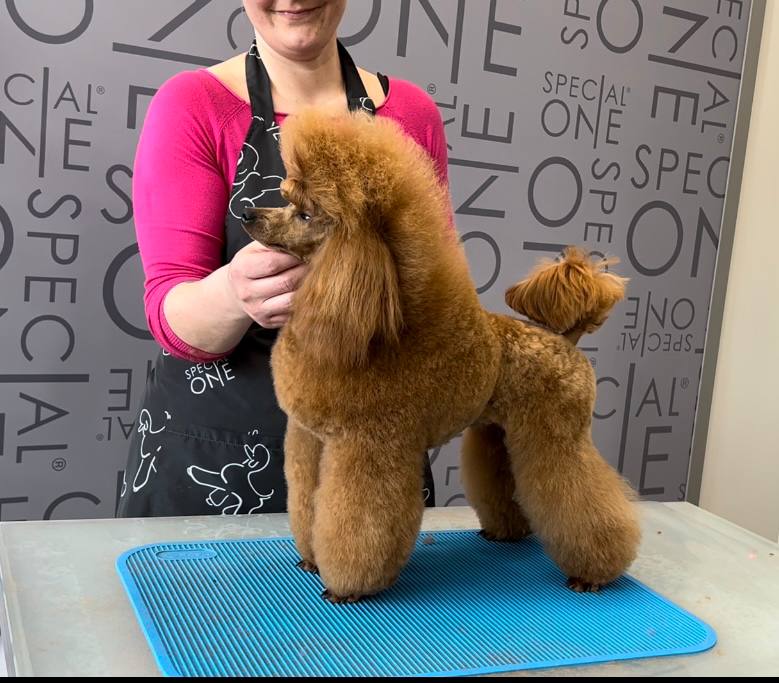 Dream Jewels di Laura Marchetti