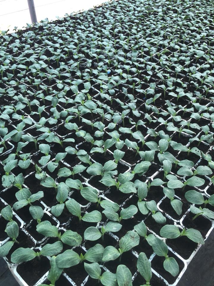 Poljoprivredno gospodarstvo Vlatković