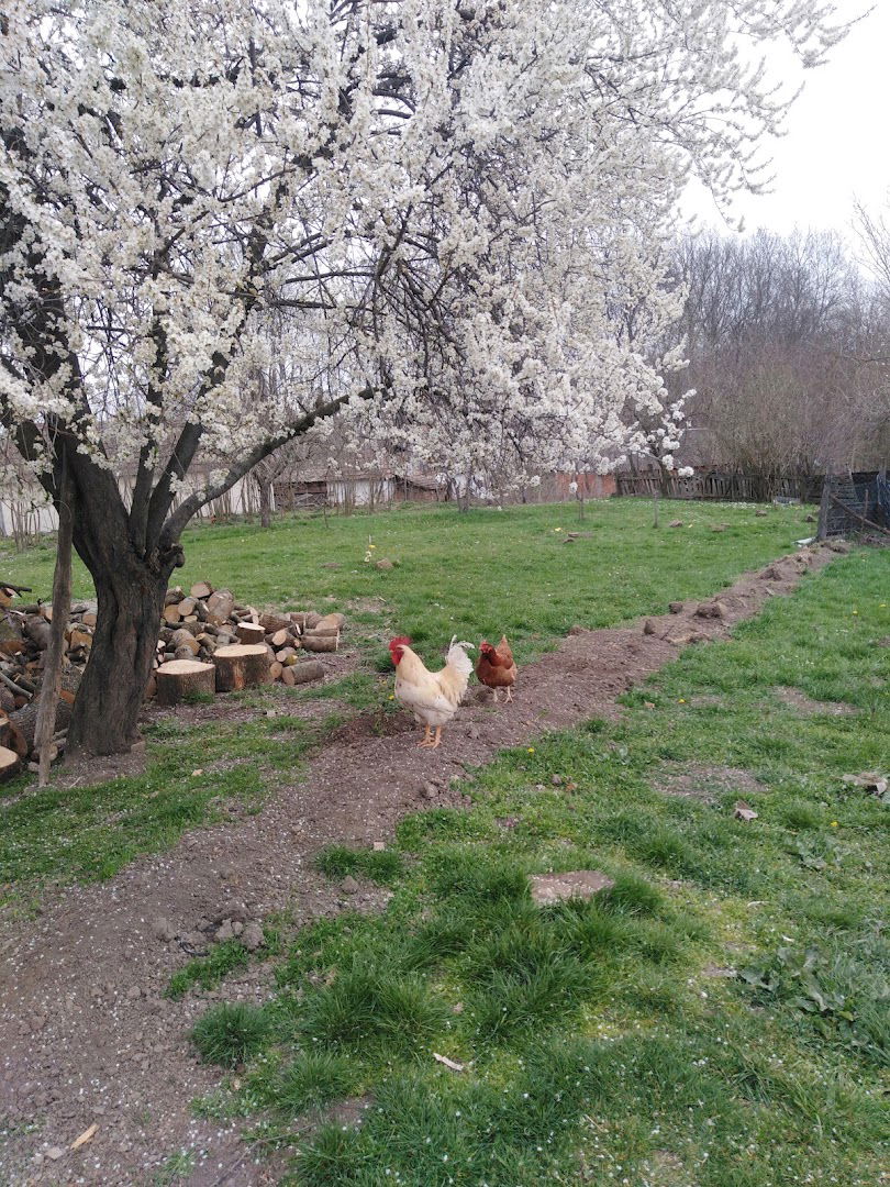 Domaćinstvo Vićentić