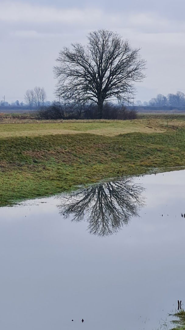 Stara struga Ljubljanice