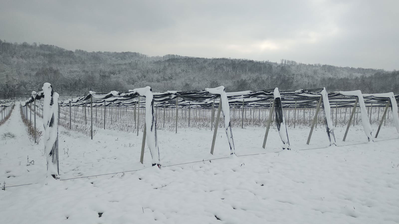 EURO-CORYLUS D.O.O. - EC BOROVNICE