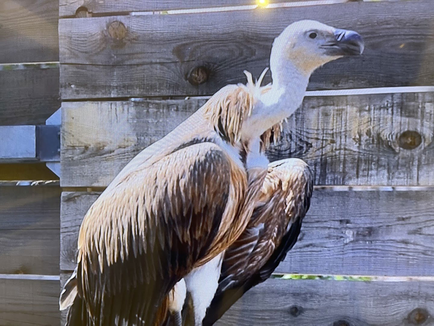 Centar za posjetitelje i oporavilište za bjeloglave supove Beli