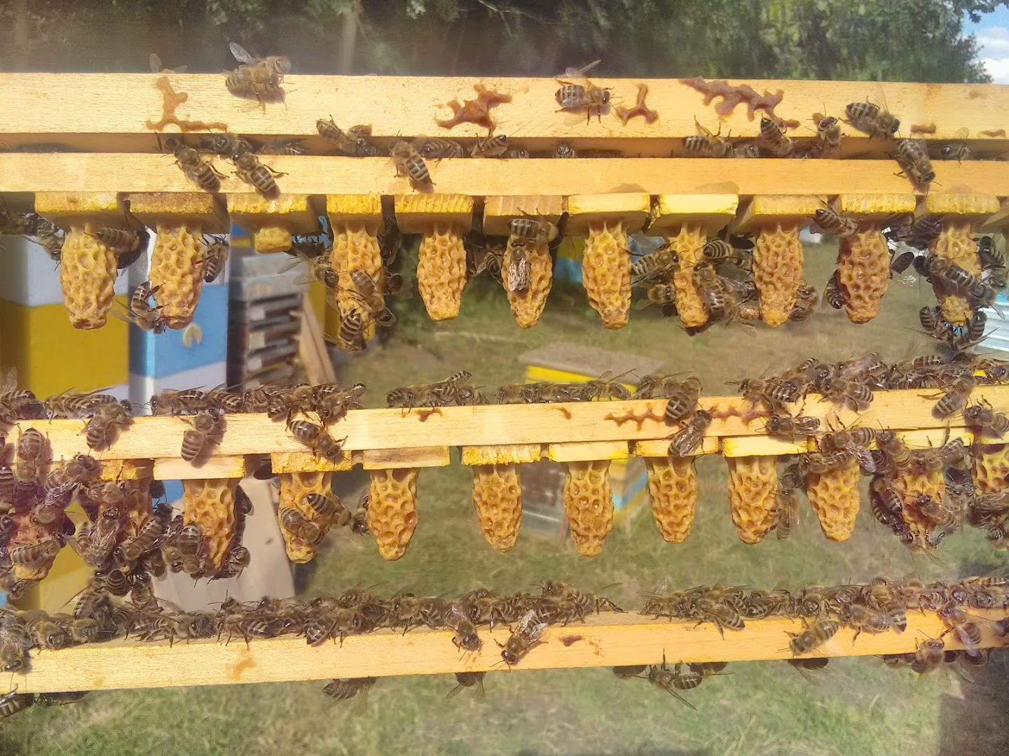 Pčelarstvo Jeverica