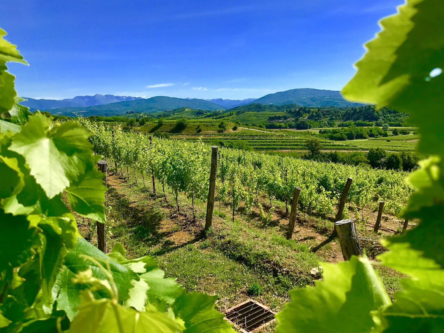 Azienda Agricola Specogna Vini