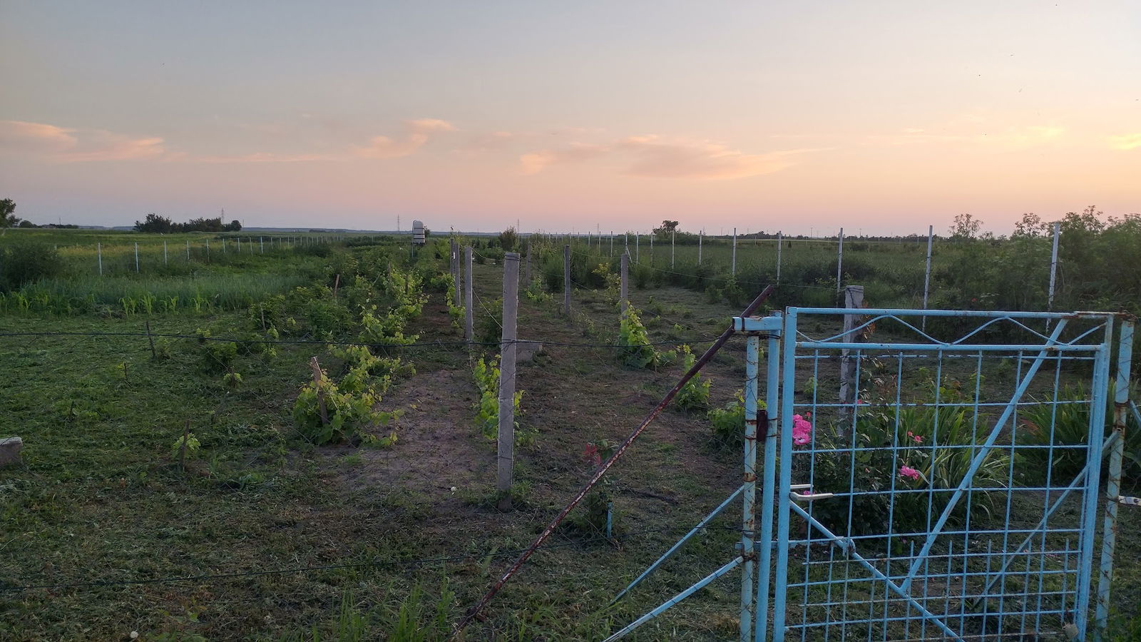 Čubrilo Voće basta