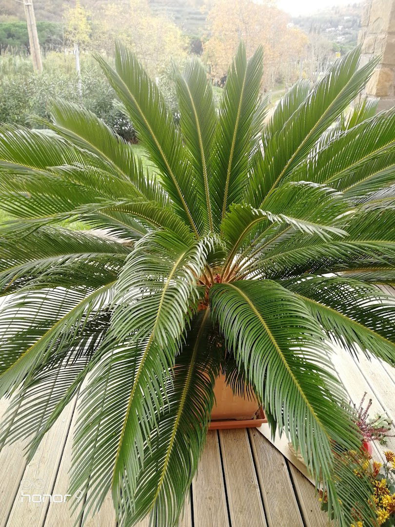 Giassi Kaki Strunjan