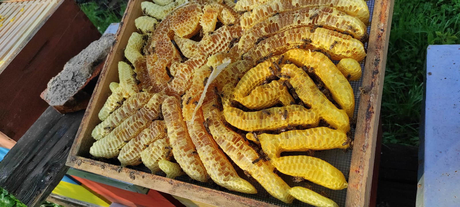 Opg Medena kućica vl. Goran Barjaktarević