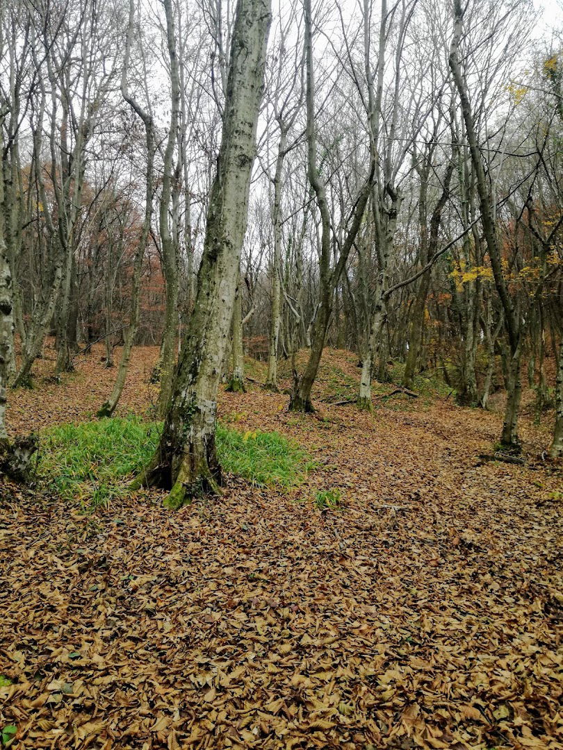 Šuma uz Planinarski dom Glavica
