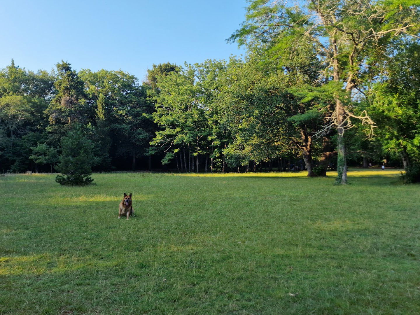 Šijana/Siana Forest