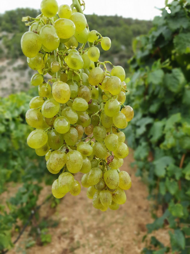 Wine Tasting Hrapoćuša Brač (only by reservation)