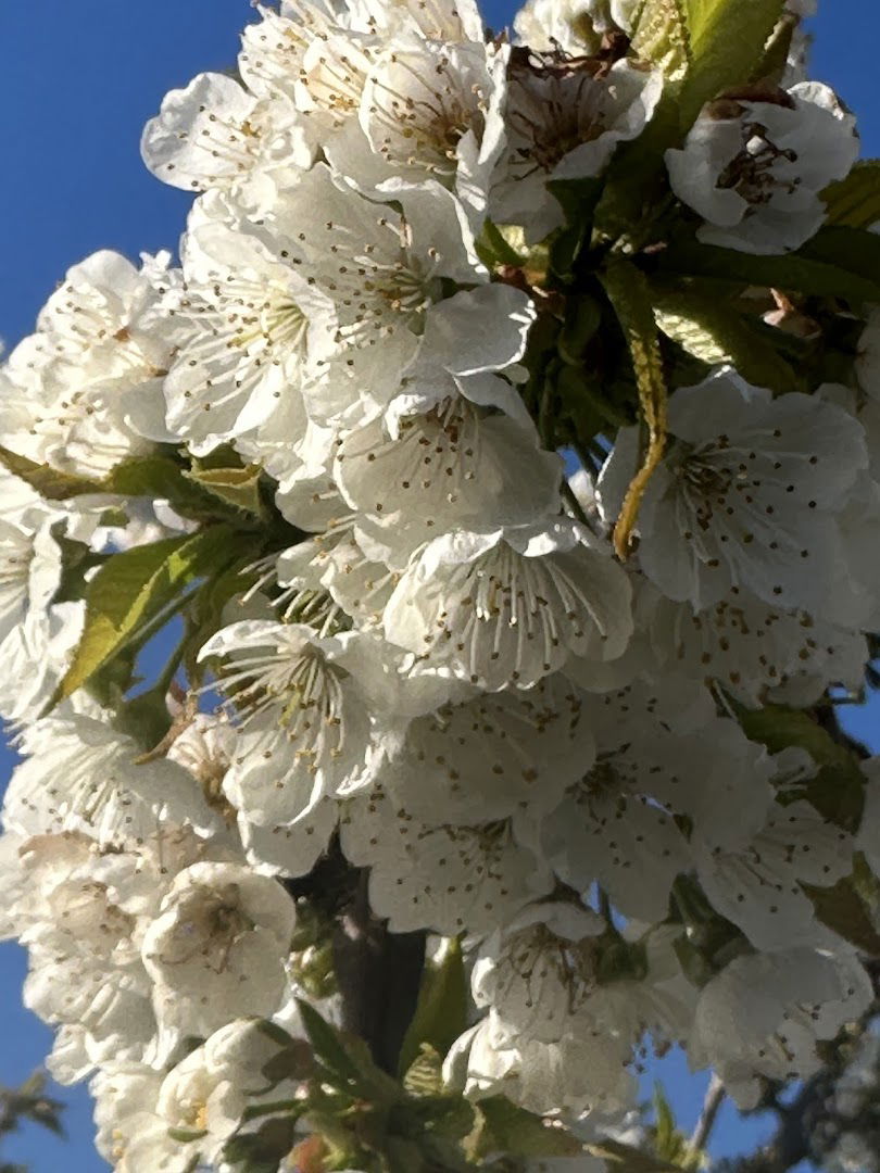 Livada Maja Deta SRL