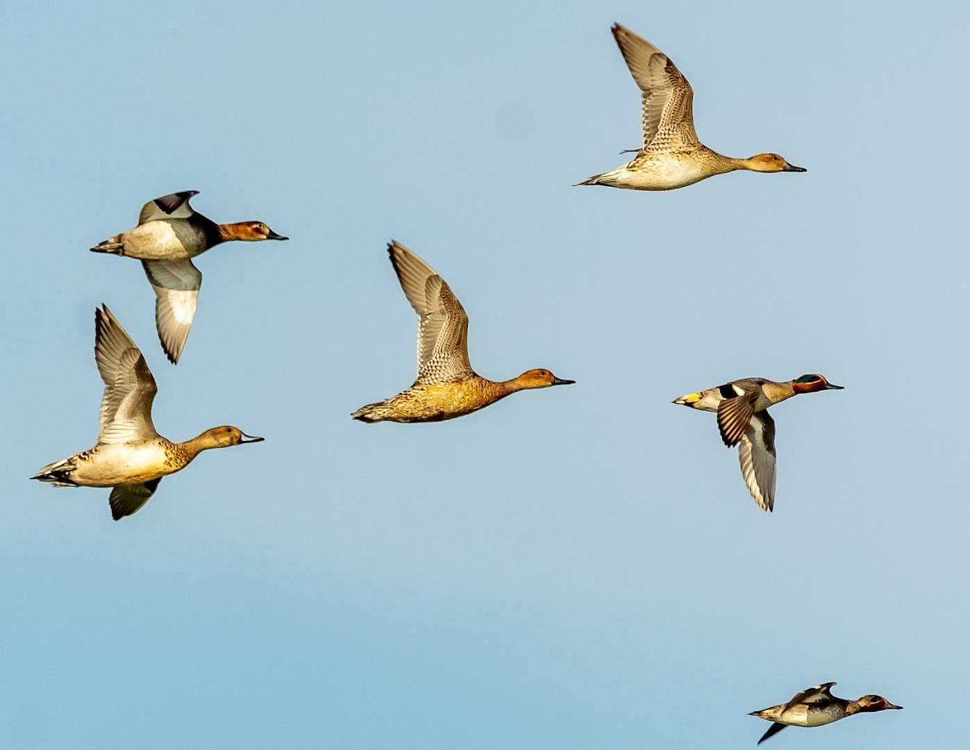 Pečena Slatina (Birding place)