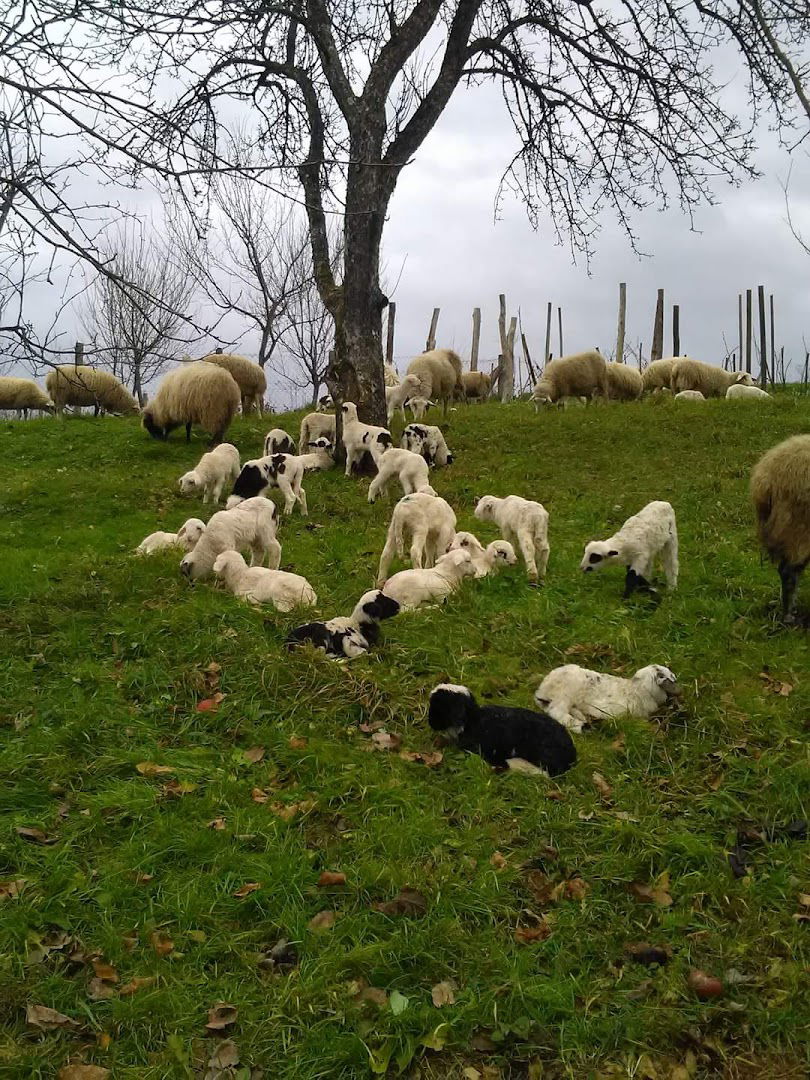 OPG Rožanković Ana