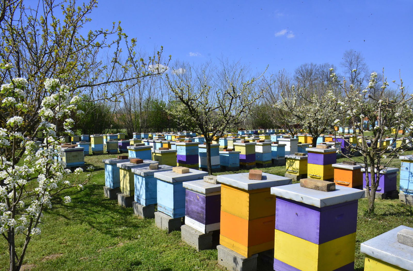 Pčelinjaci Stanković Mladenovac