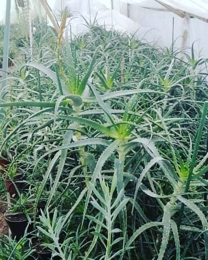 Rasadnik aloja Zeleni med