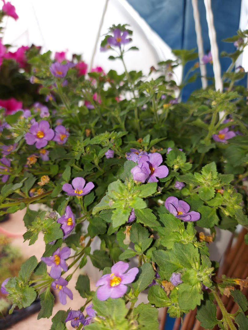 GreenGarden Rasadnik