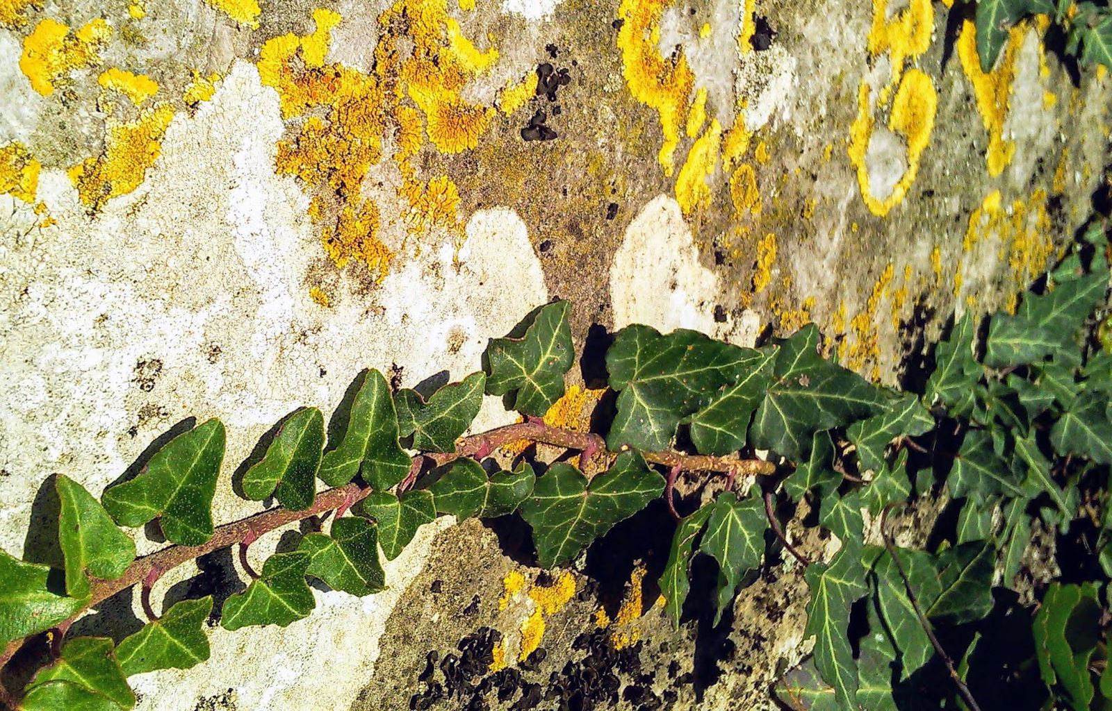 Komen - Obršljanski gozd