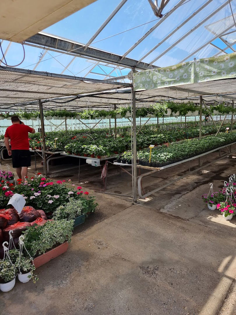 Staklena basta ignjatovic