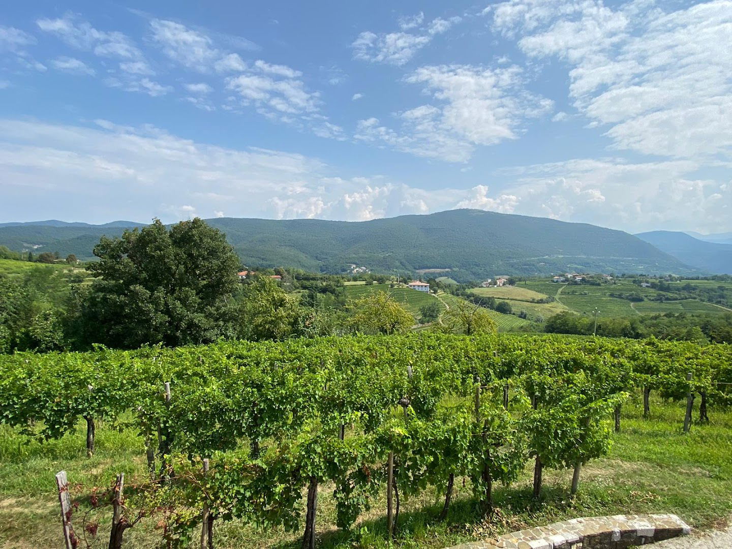 Draga Boutique Winery