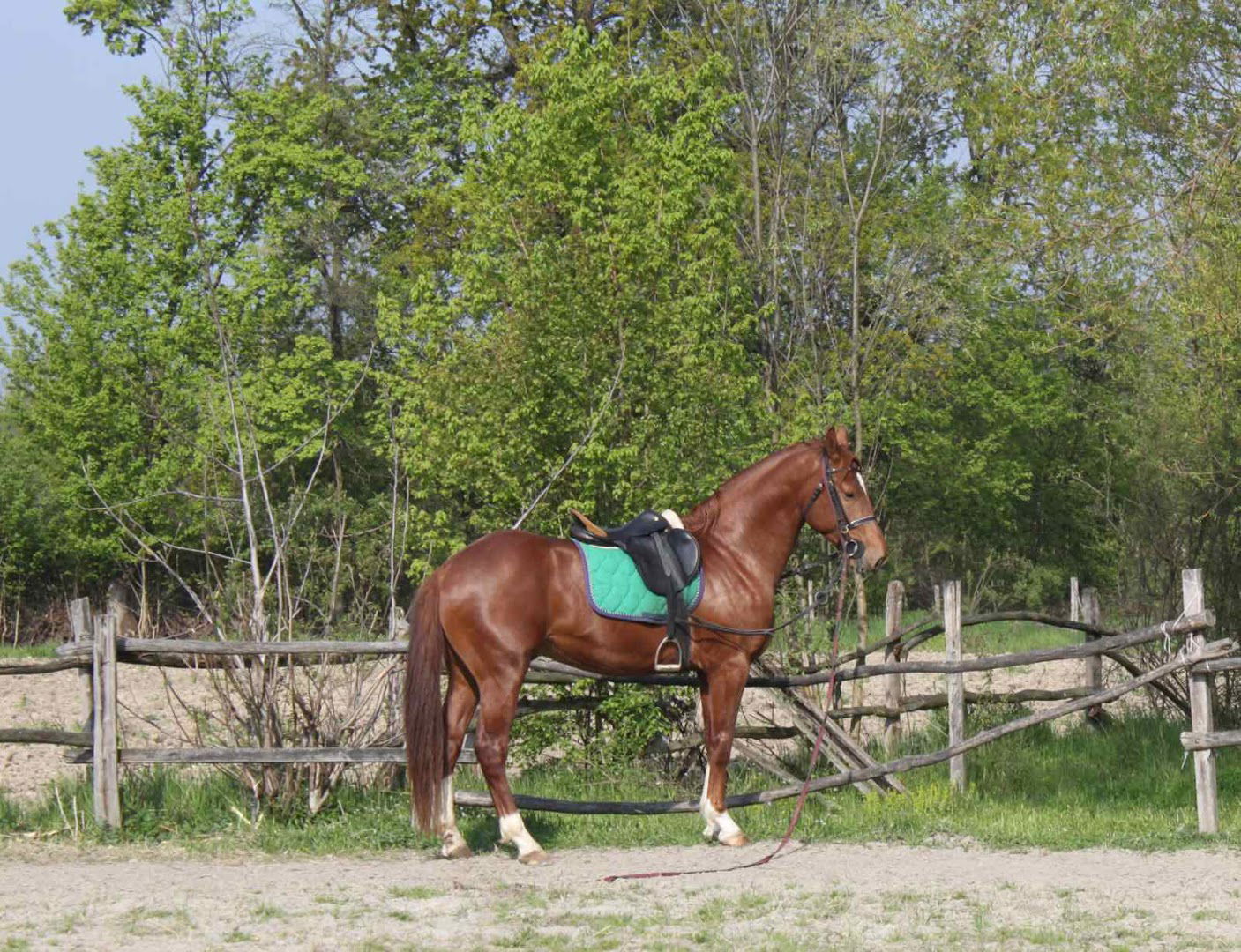 Veterinarska Ambulanta Livada