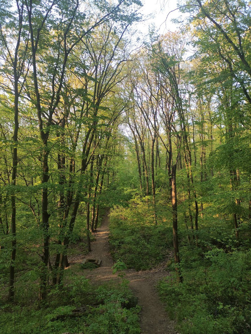 Miljakovačka Forest