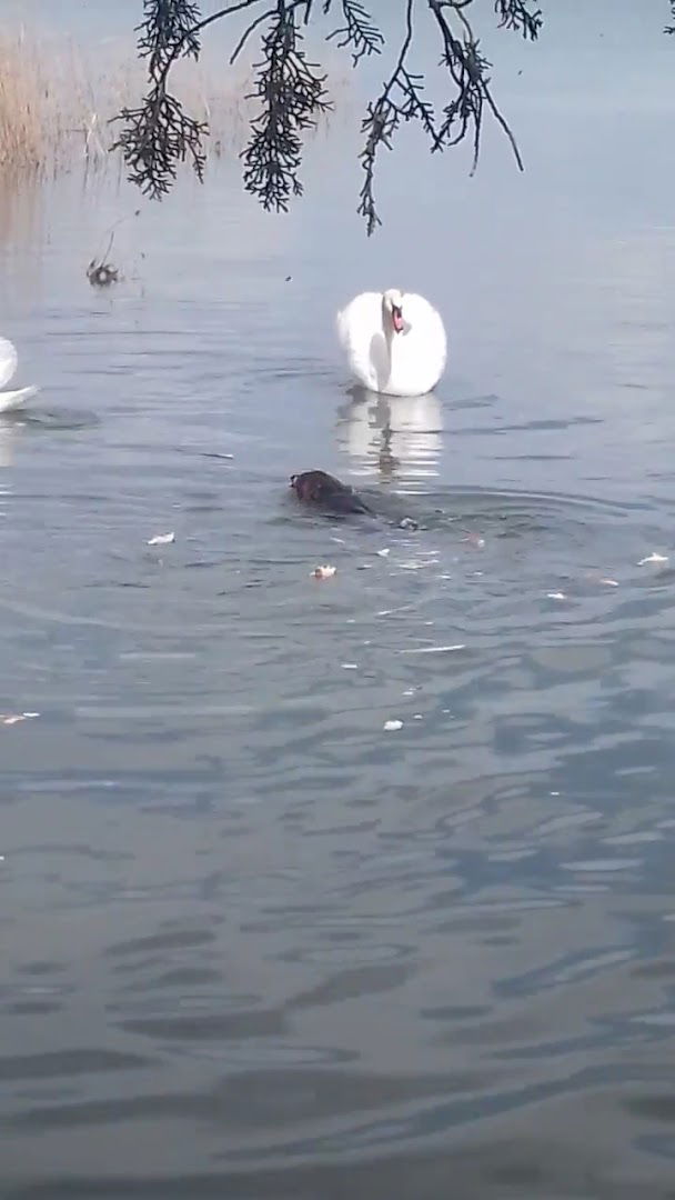 Apartman Kukin Pakostane