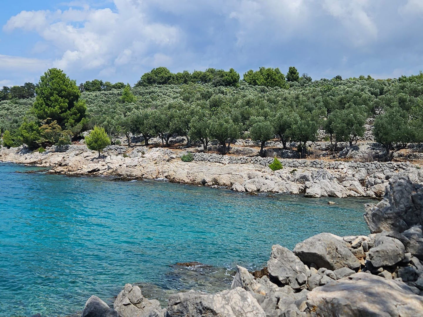 Divlja plaža u masliniku