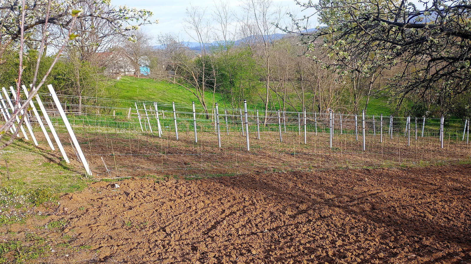 Andrić Miroslav-виноград "ЈАРУГЕ"