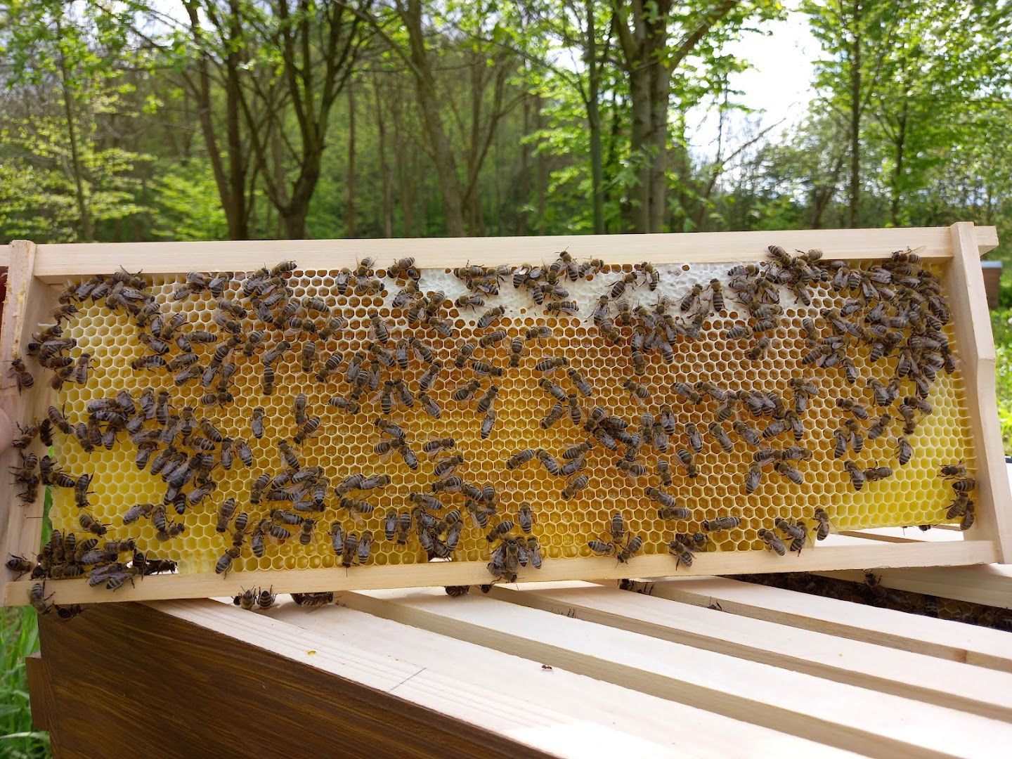 Pčelarstvo Dumbović