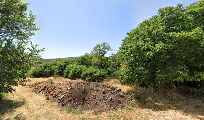 Maslinik obitelji Darka Smolića