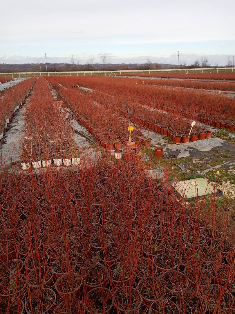 Супериор Расадник