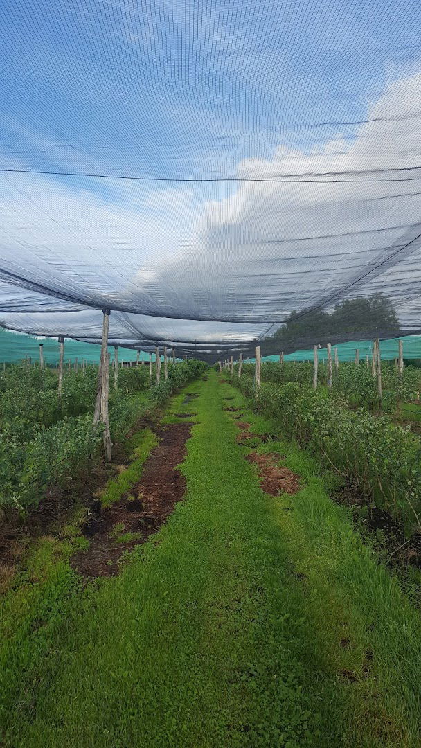 plantations of blueberries