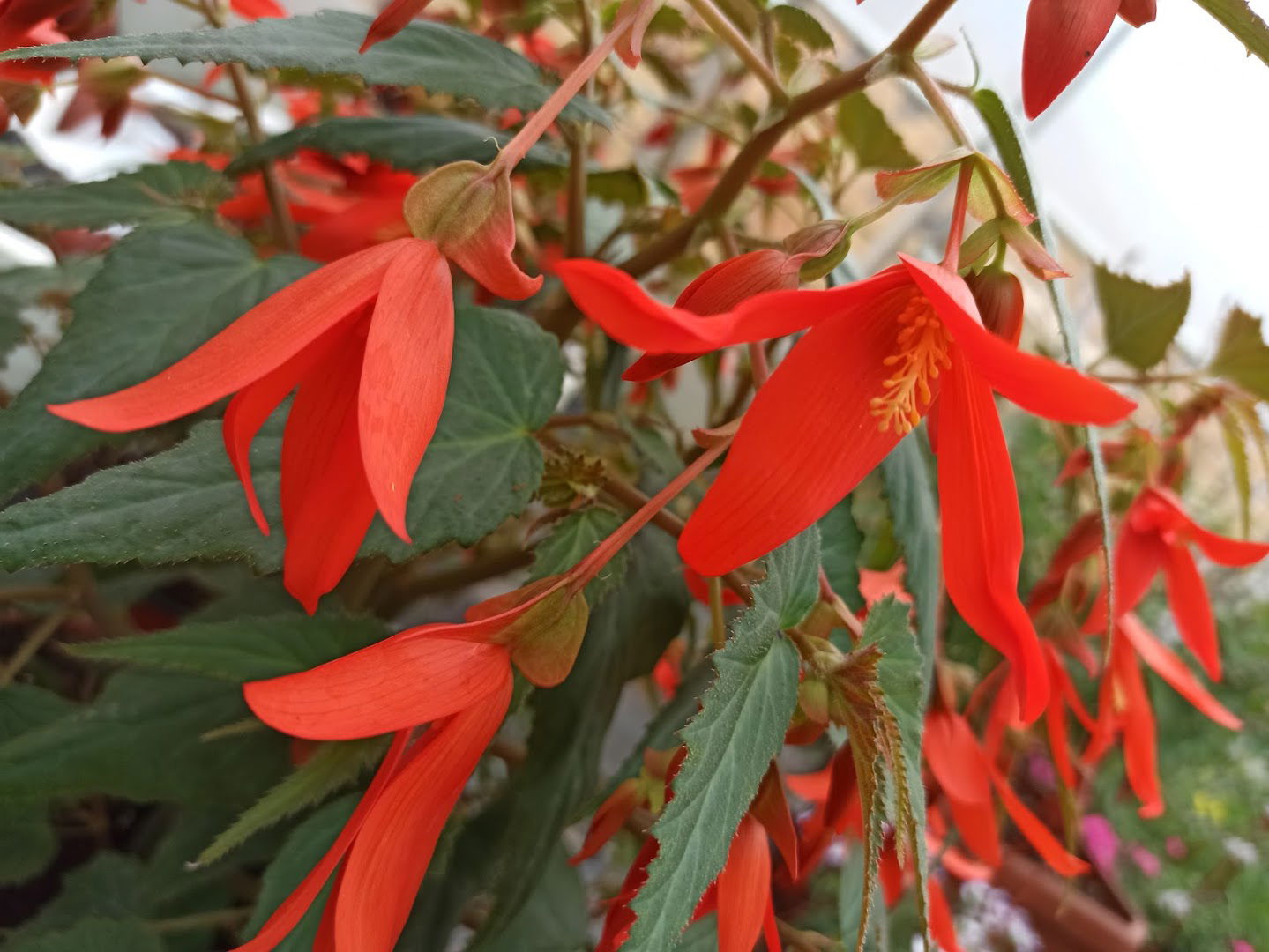 Rasadnik Cvetni Salas