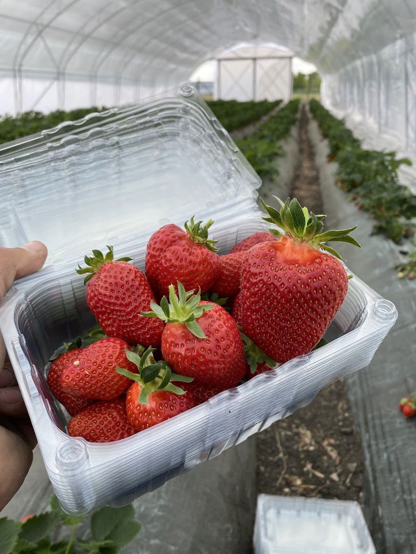 Јагоде Опачић