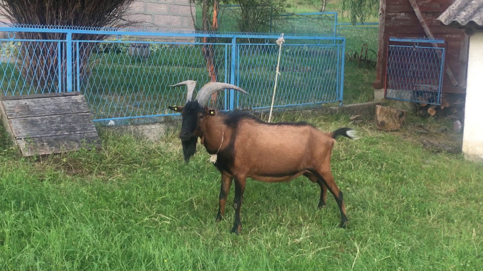 Farma koza Ranilović