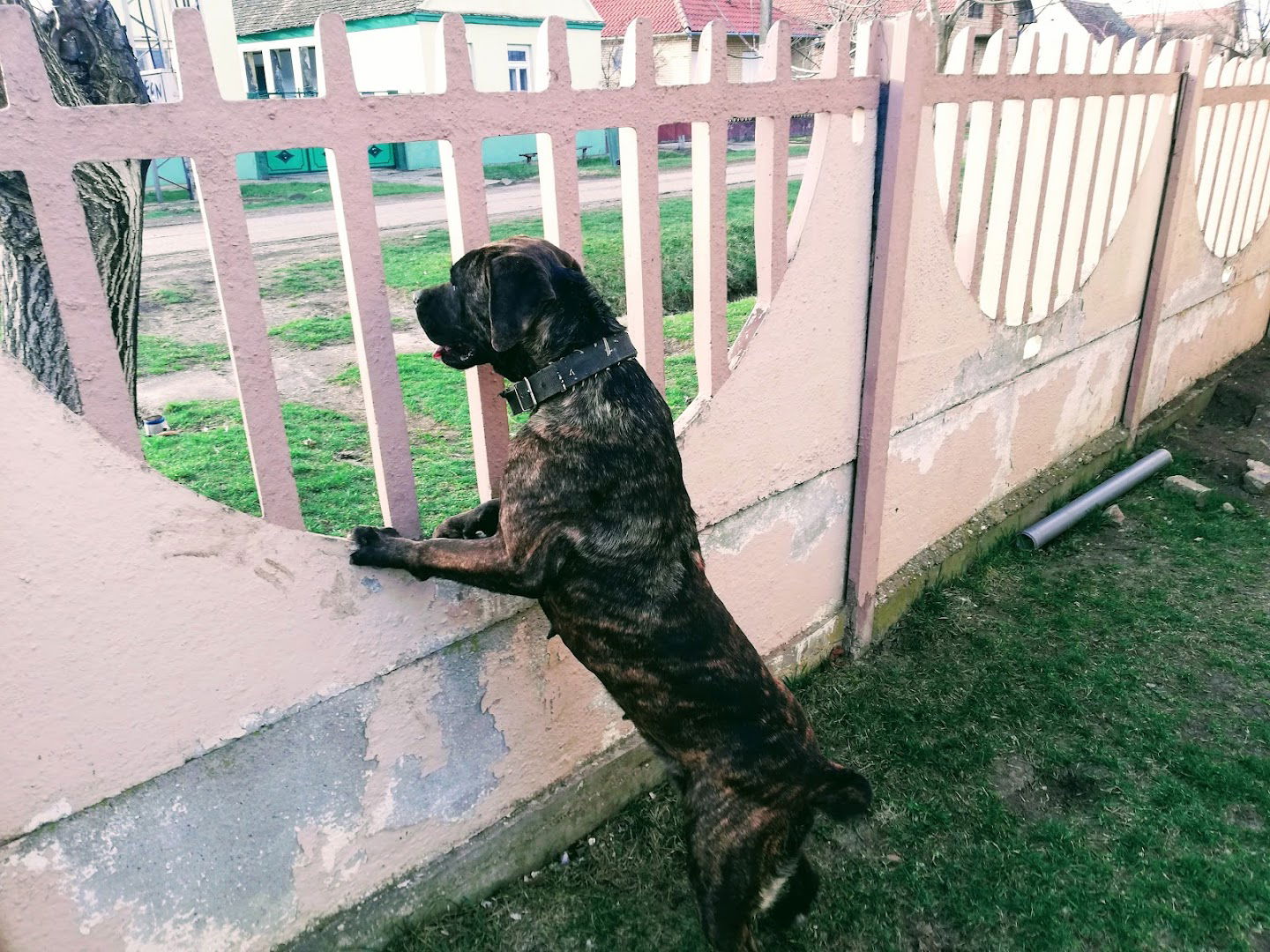 Odgajivacnica Petrovic Team