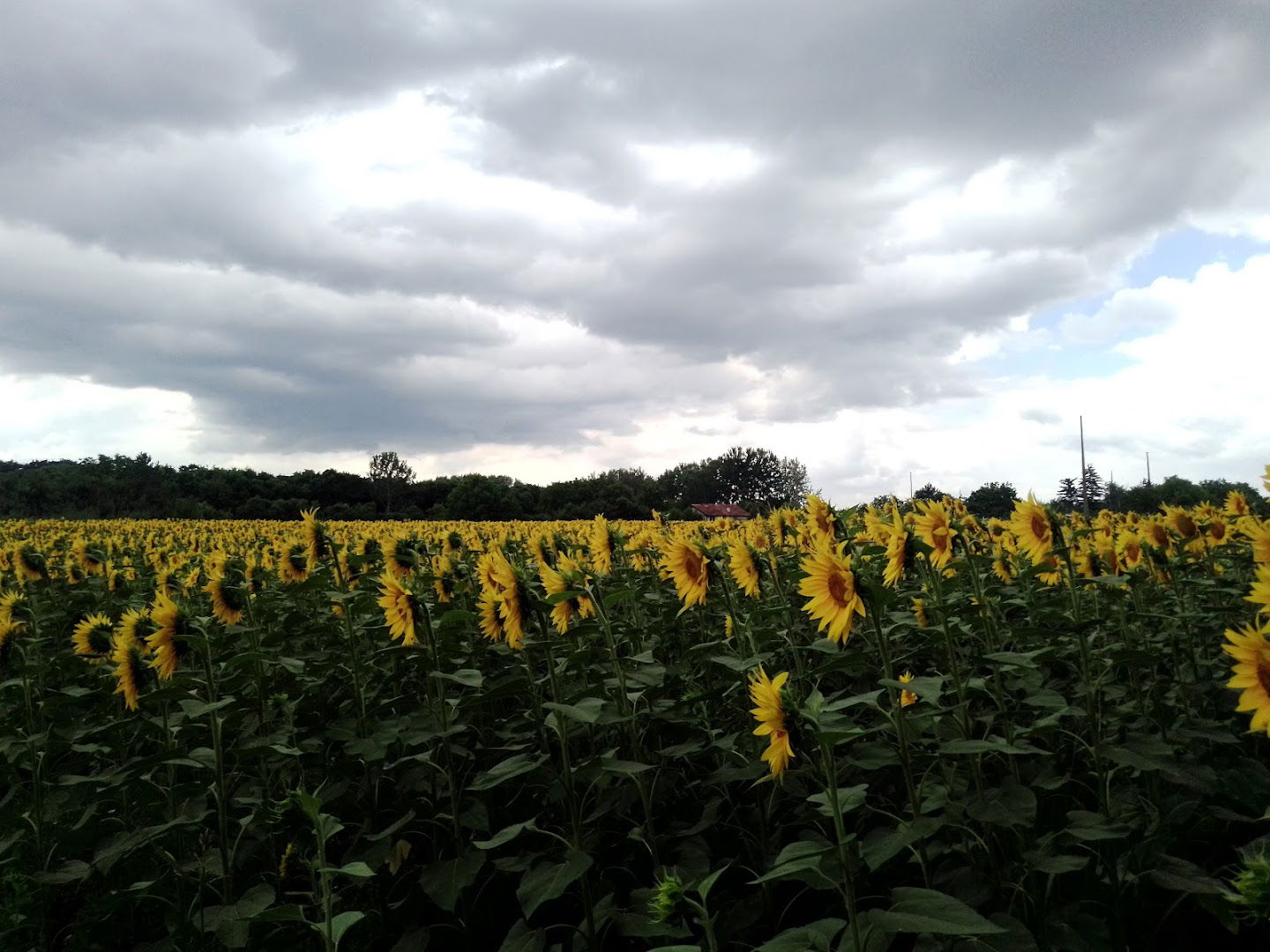 PUC Belgrade Waterworks and Sewerage - WTP Makiš