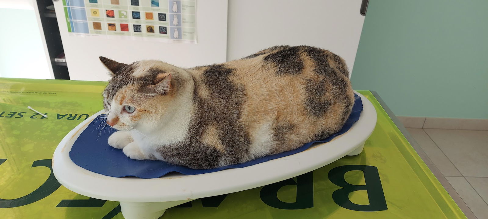 Surgery Veterinarian Dr. Elena Barth