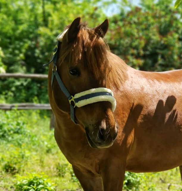 Škola jahanja Skrobara