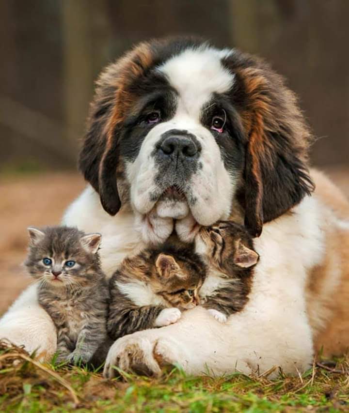 VETERINARY STATION KRIŽEVCI Ltd.