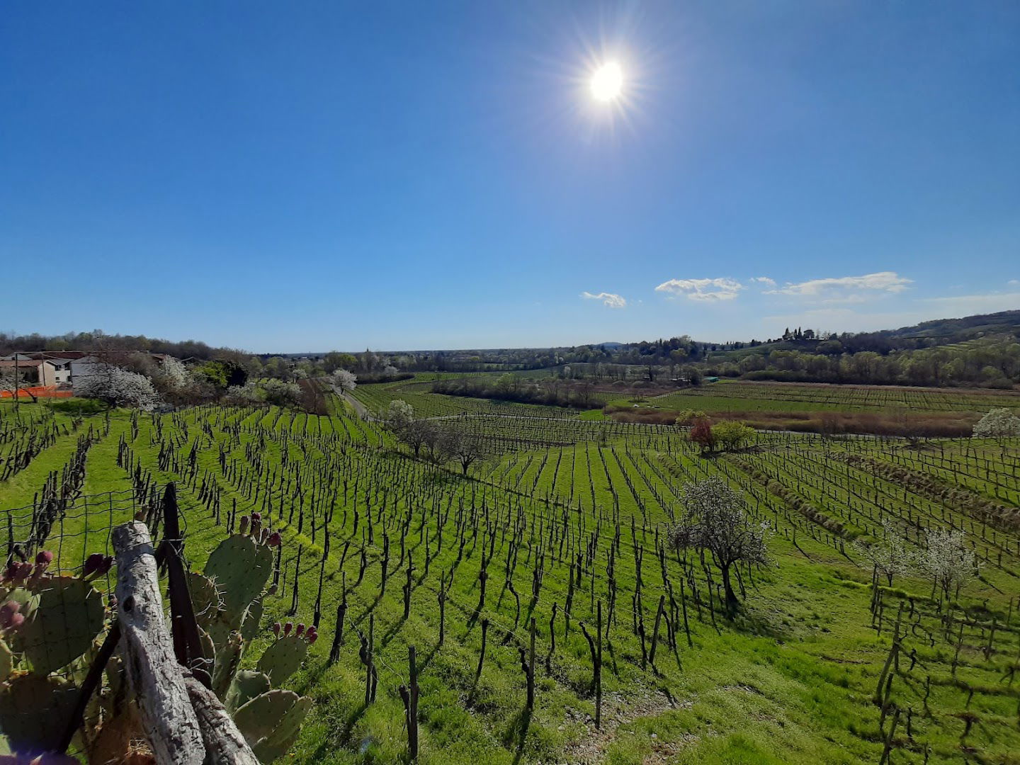"Azienda Agricola Budignac" di Tonut Daniele