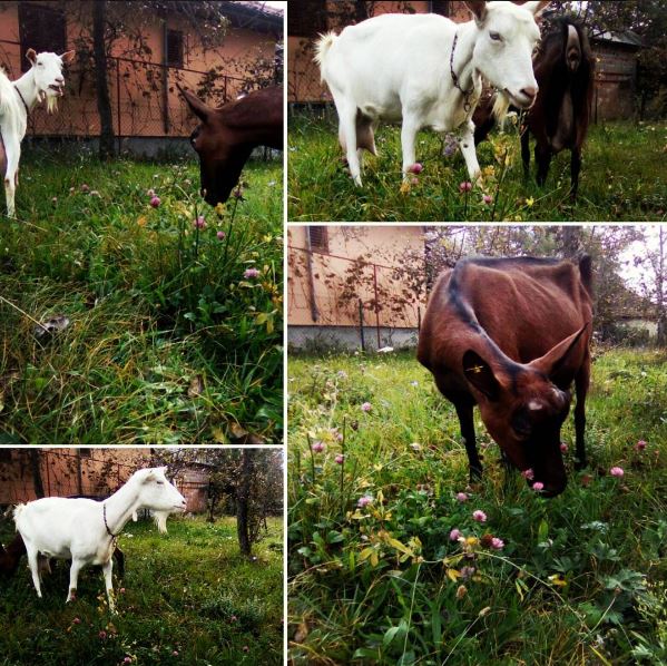 Domaćinstvo Slavka Jovanovića - Avalainfo