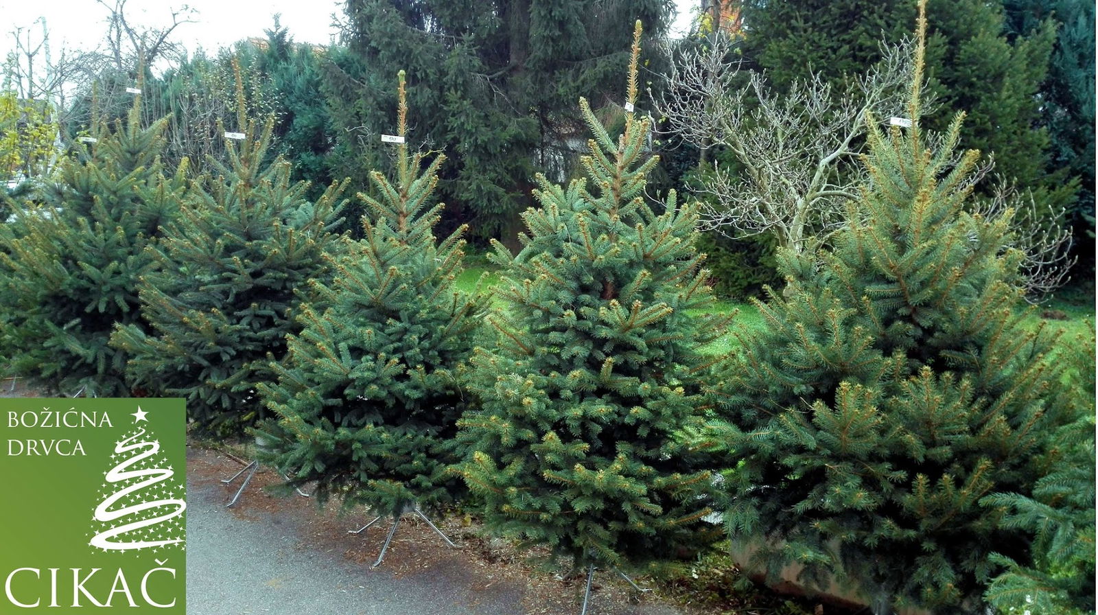 Božićna drvca Cikač - prodajno mjesto